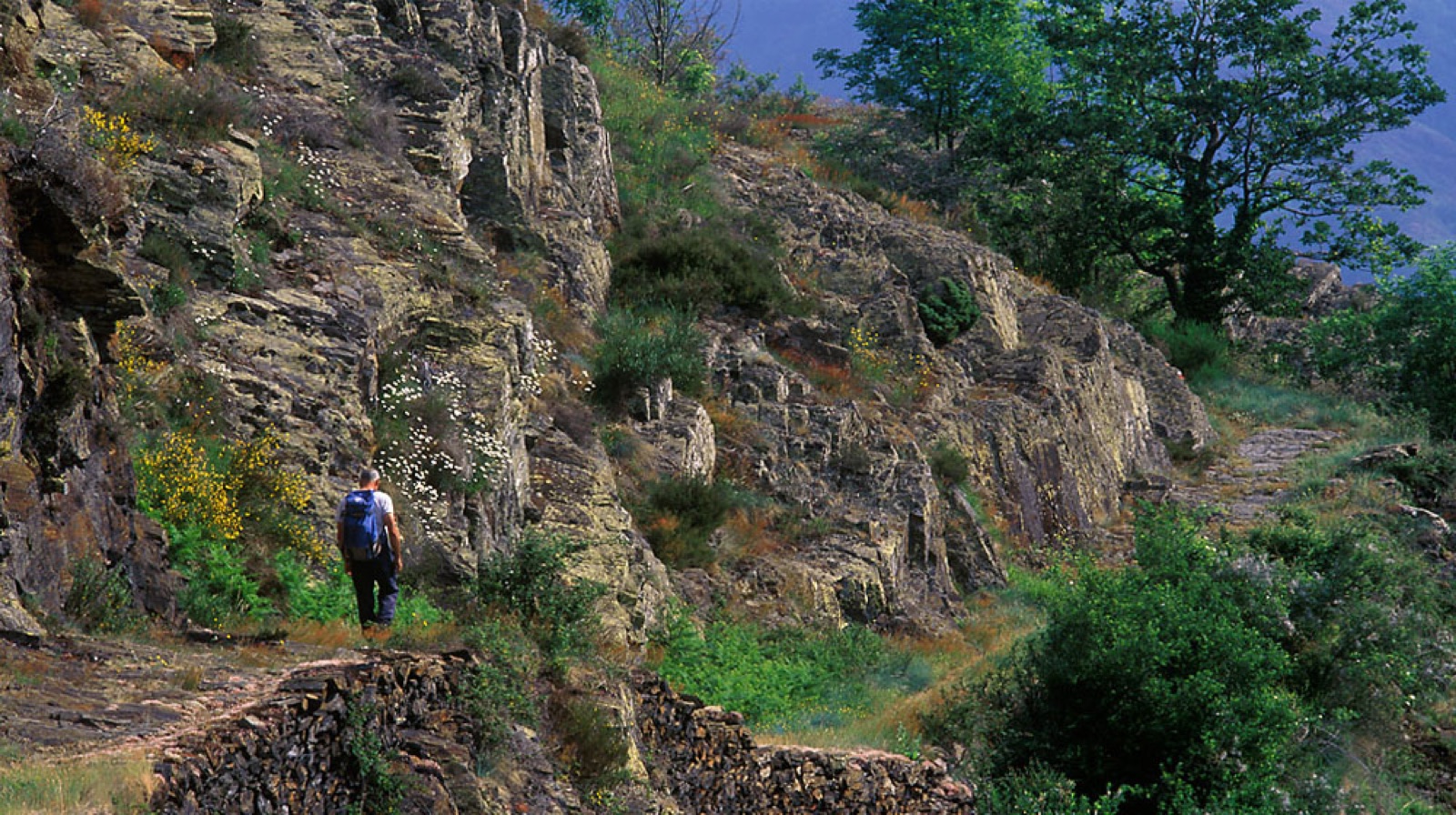 Un sendero cubierto de musgo por el hayedo de Carlac