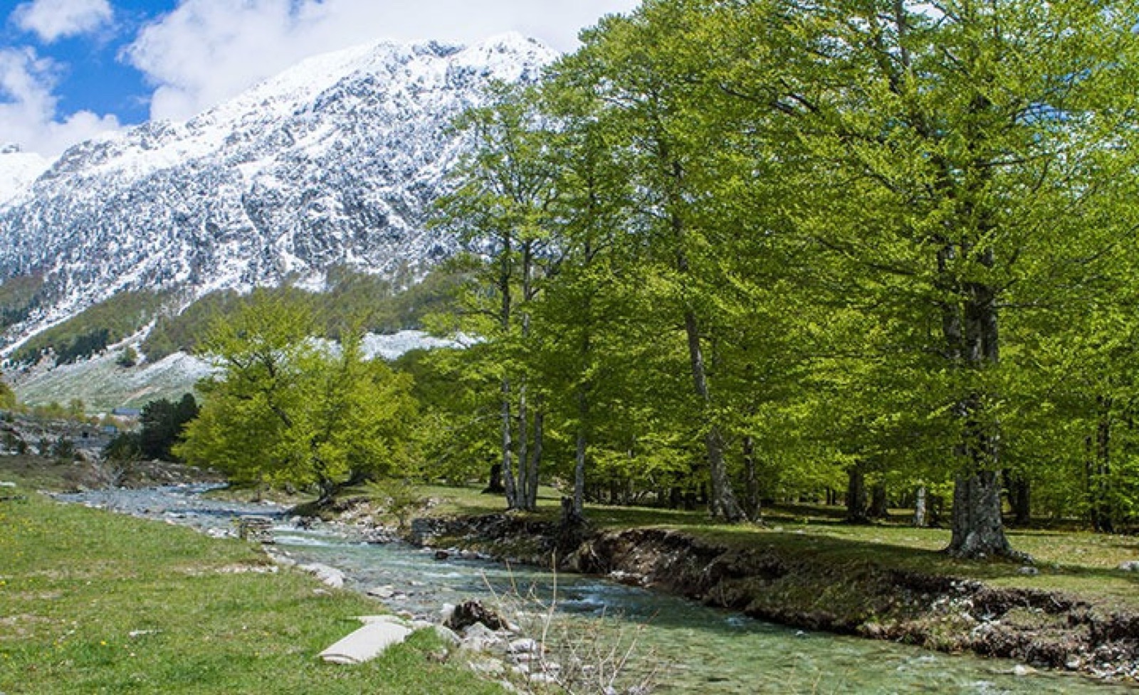 Bosque de pinos y altas cumbres en el valle de Molières